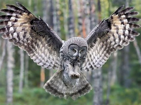 owl forest beautiful owl owl wallpaper great grey owl