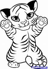 Tiger Drawing Cub Coloring Draw Pages Kids Drawings Cute Easy Choose Board Tigers Animal Animals sketch template