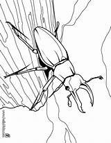 Beetle Insekten Stag Insects Hellokids Malvorlagen Insetos Malvorlage Kreuzspinne Kleurplaten Duizendpoot Kleurplaat Imprima Paginas sketch template