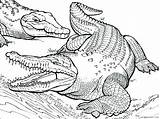 Alligator Coloring4free 2021 Sheets Coloring Animal Printable Pages Related Posts sketch template