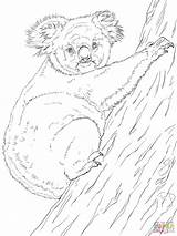 Koala Coloring Tree Climbing Pages Koalas Drawing Bear Boy Australian Animals Book Supercoloring Clipart Printable Realistic Drawings Library 2048px 1536 sketch template
