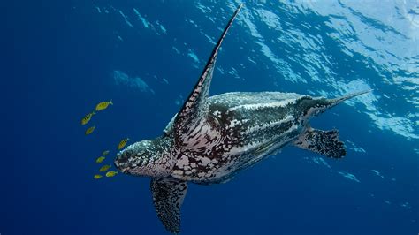 show    expand hawaii marine reserve  pew charitable trusts