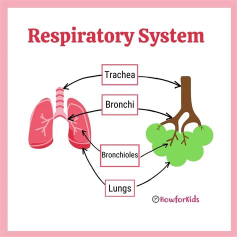 respiratory system parts  functions  kids howforkids