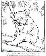 Coloring Koala Pages Zoo sketch template