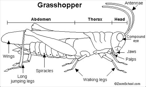 leichhardt  grasshopper    eat scientific   giant green grasshopper