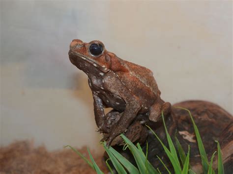 zoo smooth sided toad