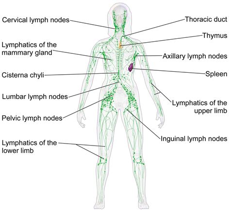 anatomy  lymph nodes  lymphatic system