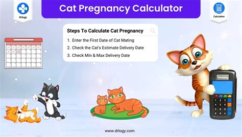 cat pregnancy calculator kitten calculator drlogy