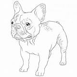 Bulldog French Drawing Dog Dogbreedslist Breeds Pug Terrier Boston sketch template