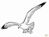 Gaivota Gaviota Coloriage Goeland Mouette Seagull Gaivotas Supercoloring Gull Ohbq Pintar Gratuits sketch template