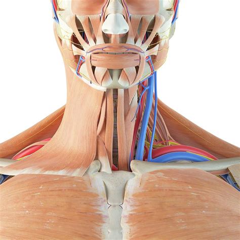 human anatomy  neck photograph  sciepro fine art america