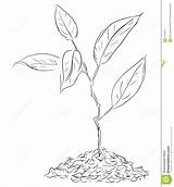 Sprout Drawing Illustration Plant Ground Seed Vector Twigs Figure Coloring Sketch Sprig Pages Stock Template Paintingvalley sketch template