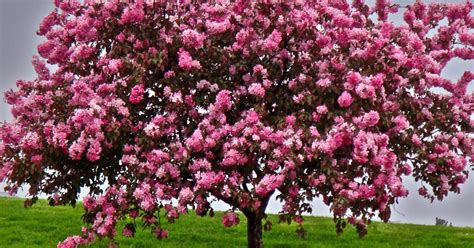 blooming trees bring beauty  city