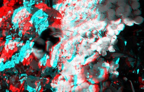 bee on flowers 3d anaglyph stereo red cyan wim hoppenbrouwers flickr