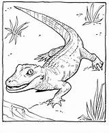 Coloring Alligator Pages Zoo Animal Printable Kids Color Sheet Animals Sheets Print Baby Alligators Desenho Adult Jacare Read Outline Activities sketch template