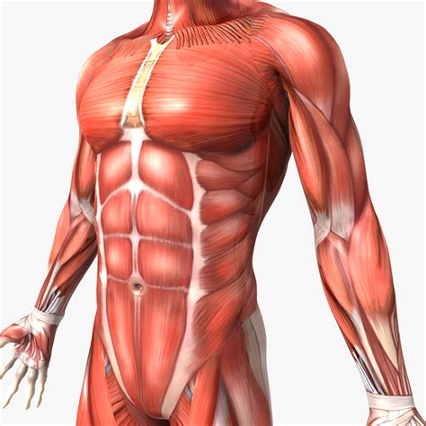 human body pictures male diagram  male groin area groin region