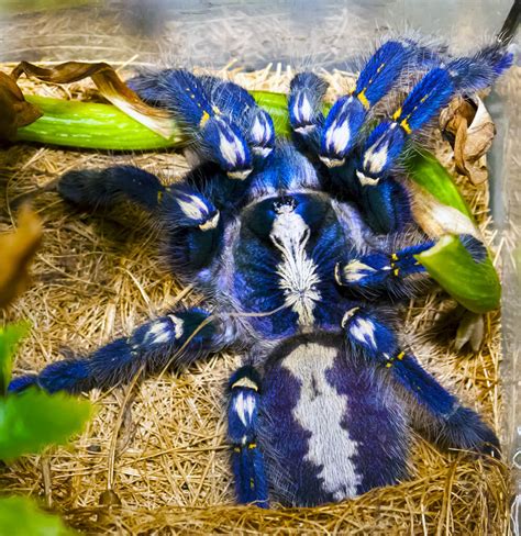 blue tarantulas keeping exotic pets