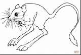 Desierto Jerboa Jerbo Sahara Rodent Roedor Taiga Deserto Jerboas Deserts Arrowhead Rats Supercoloring Designlooter Terrific Dentistmitcham Artikel sketch template
