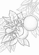 Orange Coloring Blossom Pages Printable Oranges Tree Drawing Template Supercoloring Kiwi Sketch Print Fruit Paper sketch template