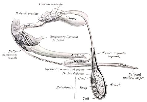 what is male reproductive system veterinary anatomy histology