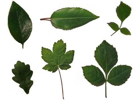 leaf definition