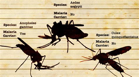 beginners guide  mosquito identification wellcome sanger