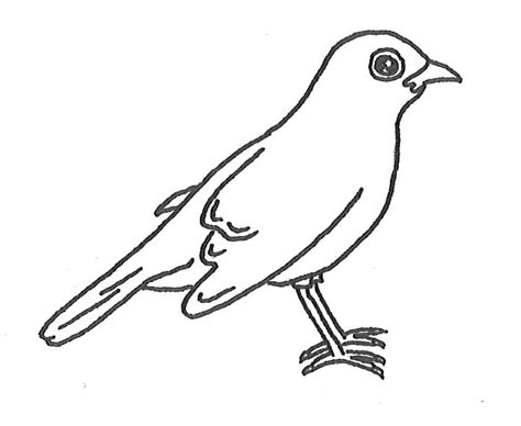 realistic bird coloring pages  bird coloring pages   kids