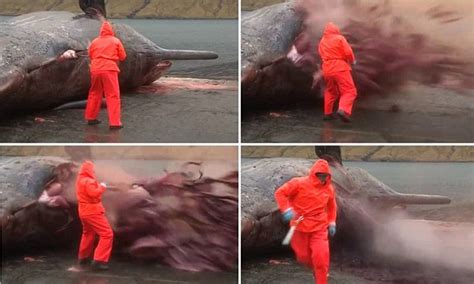 Horrifying Footage Shows Washed Up Sperm Whale Exploding