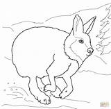 Hare Coloring Arctic Pages Rabbit Running Jack Sheets Animals Drawing Printable Template Fox Hares Color Sheet Kids Getdrawings Getcolorings Habitat sketch template