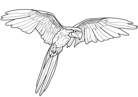 flying parrot coloring page  printable coloring pages