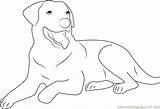 Coloring Dog Toung His Show Pages Coloringpages101 sketch template