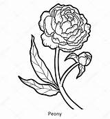 Peony Line Flower Coloring Template sketch template