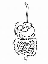 Digestivo Humain Esophagus Aparato Activite Apprendre Ninos Espagnol Marlove Secretos Digestive Enfant Didacticas Worksheets sketch template