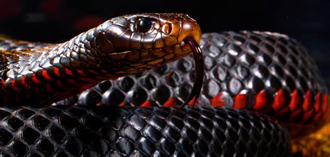 photo black snake animal nature tongue   jooinn