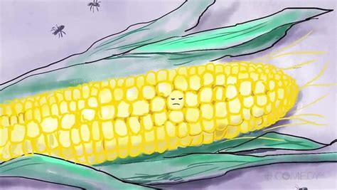 summer plans corn poem cbc comedy