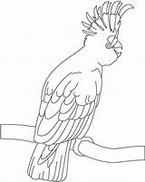 Coloring Cockatoo Pages Colouring Bestcoloringpages Beautiful Kids sketch template