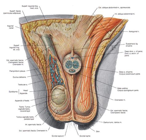 Male Anal Sex Anatomy Diagram