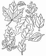 Coloring Pages Leaf Kifestk Leaves sketch template