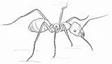 Ant Ameise Formiche Formica Ants Draw Ameisen Fourmis Disegnare Jak Lernen sketch template
