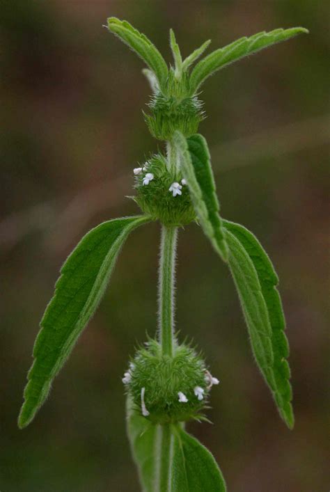 leucas martinicensis