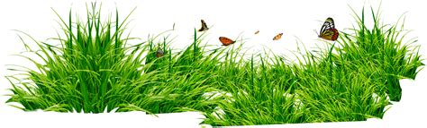 grass patch  insects png image purepng  transparent cc png