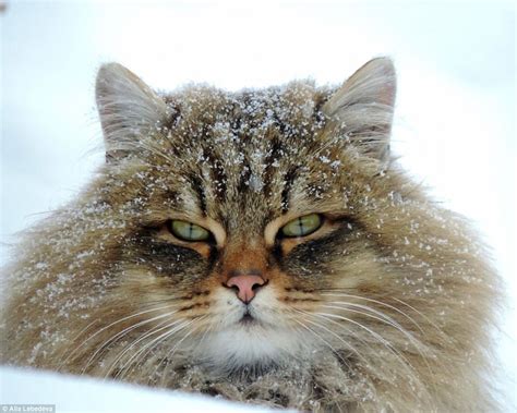 farmer captures amazing photos of siberian cats daily