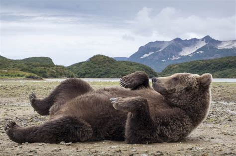 Gay Brown Bears Enjoy Oral Sex According To New Report Daily Star