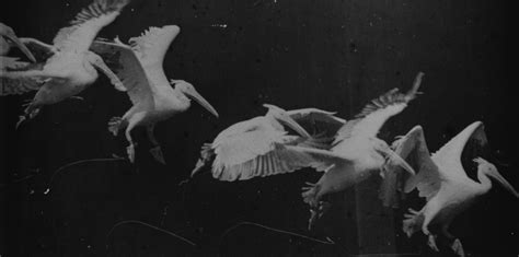pionniers de la photographie animaliere  etienne jules marey balises le magazine de la bpi