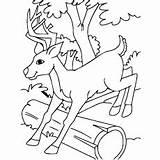 Deer Coloring Pages Sambar Buck Whitetail Ones Little Color Designlooter Tailed 34kb 230px Getcolorings Getdrawings sketch template