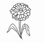 Zinnia Flower Coloring Pages Printable Print Easy sketch template