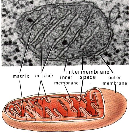 mitochondria microbewiki