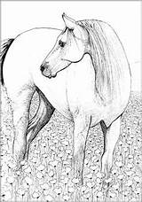 Kleurplaten Kleurplaat Paard Voor Volwassenen Van Paarden Tekeningen Tekenen Coloring sketch template