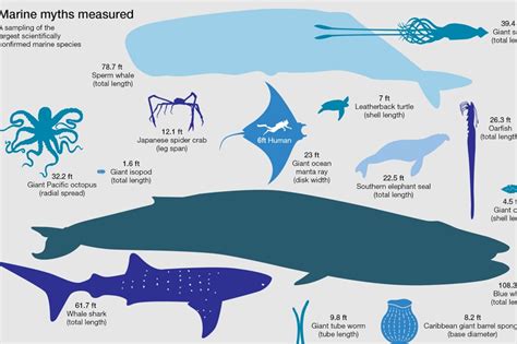 top  worlds largest ocean animals lestwinsonlinecom
