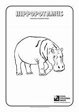 Hippopotamus Hippo Mammals Pallid Bat sketch template